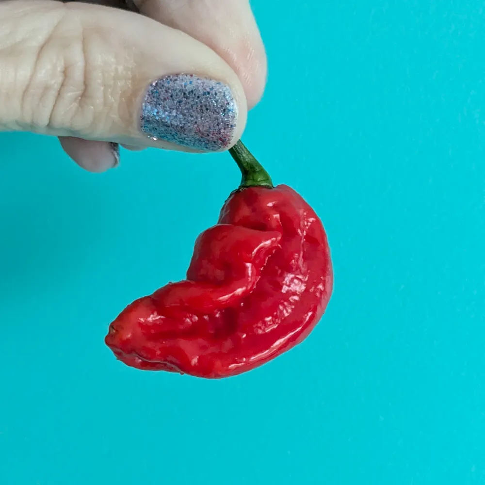 kookaburrasrock.bsky.social's profile picture