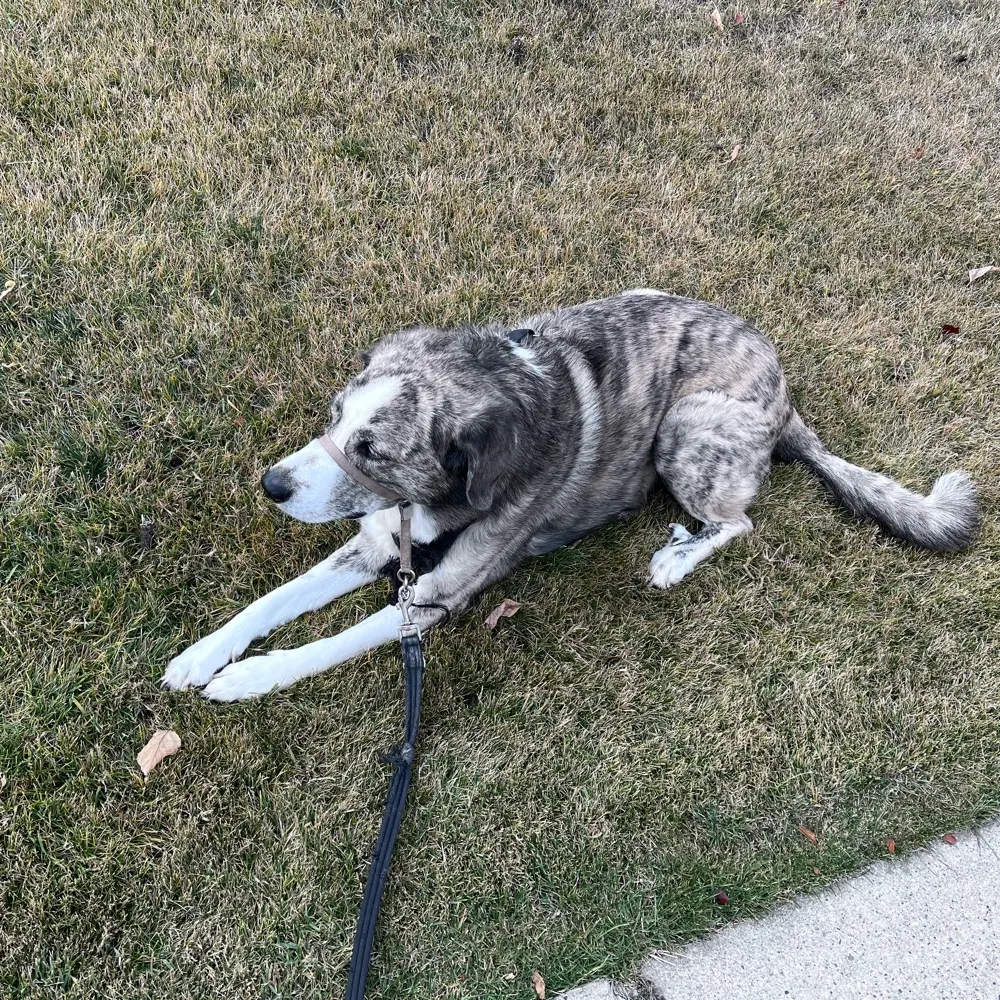 northofthe49th.bsky.social's profile picture