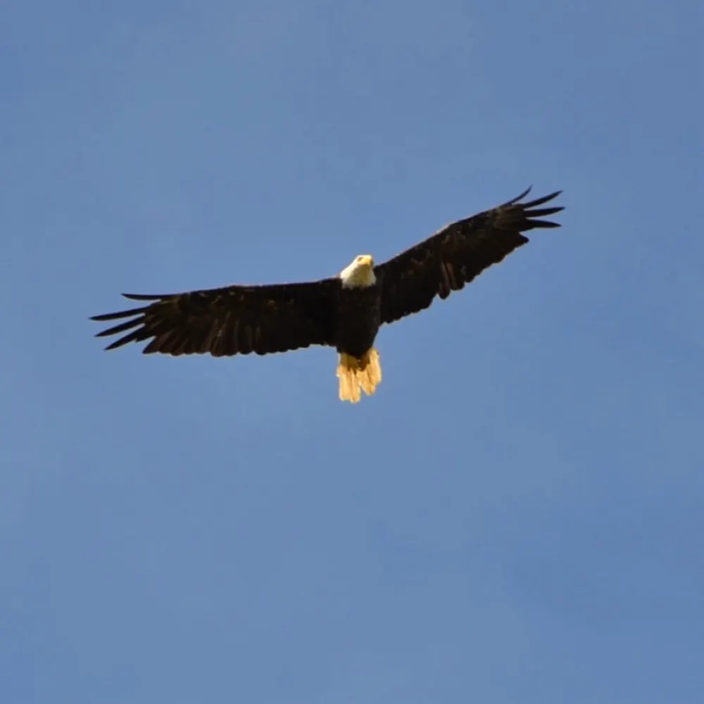 eszdall0.bsky.social's profile picture