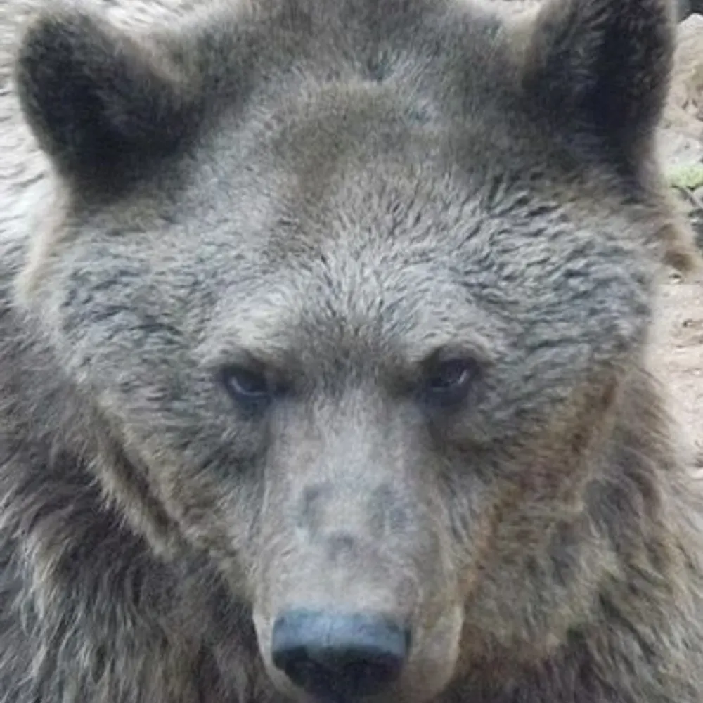 dovbaer.bsky.social's profile picture