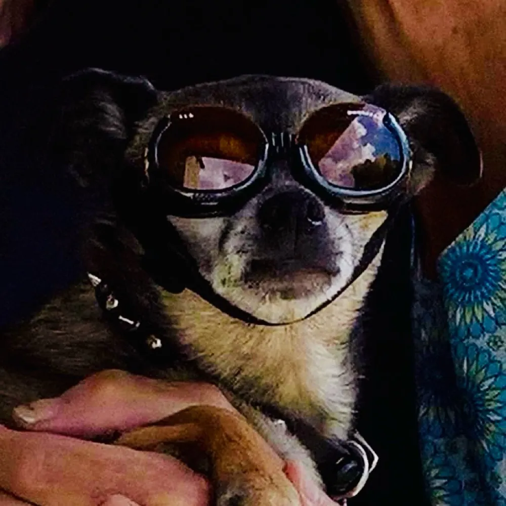 holymysteriousdog.bsky.social's profile picture