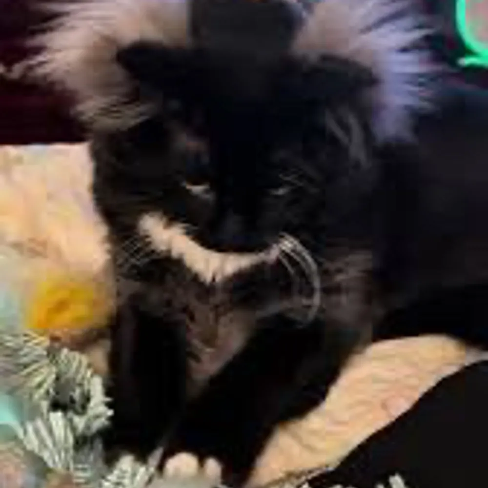 yanygal.bsky.social's profile picture