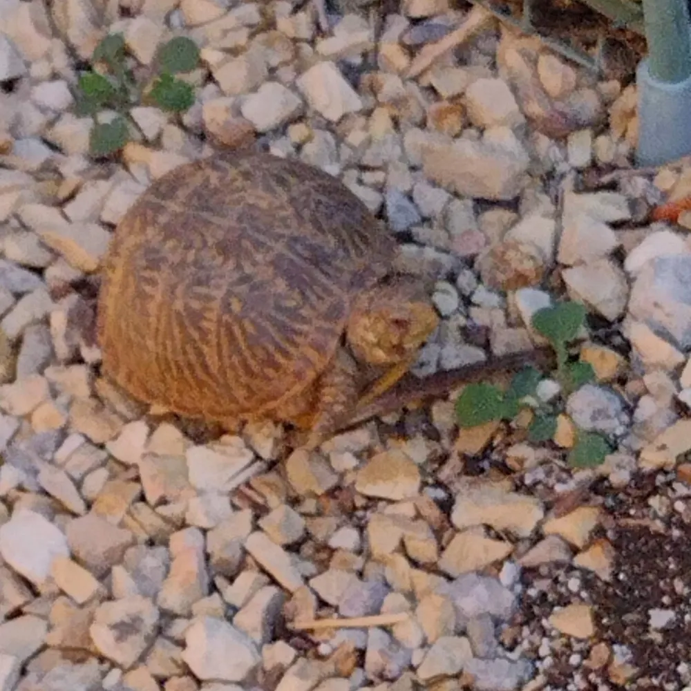 secretariatgirl.bsky.social's profile picture