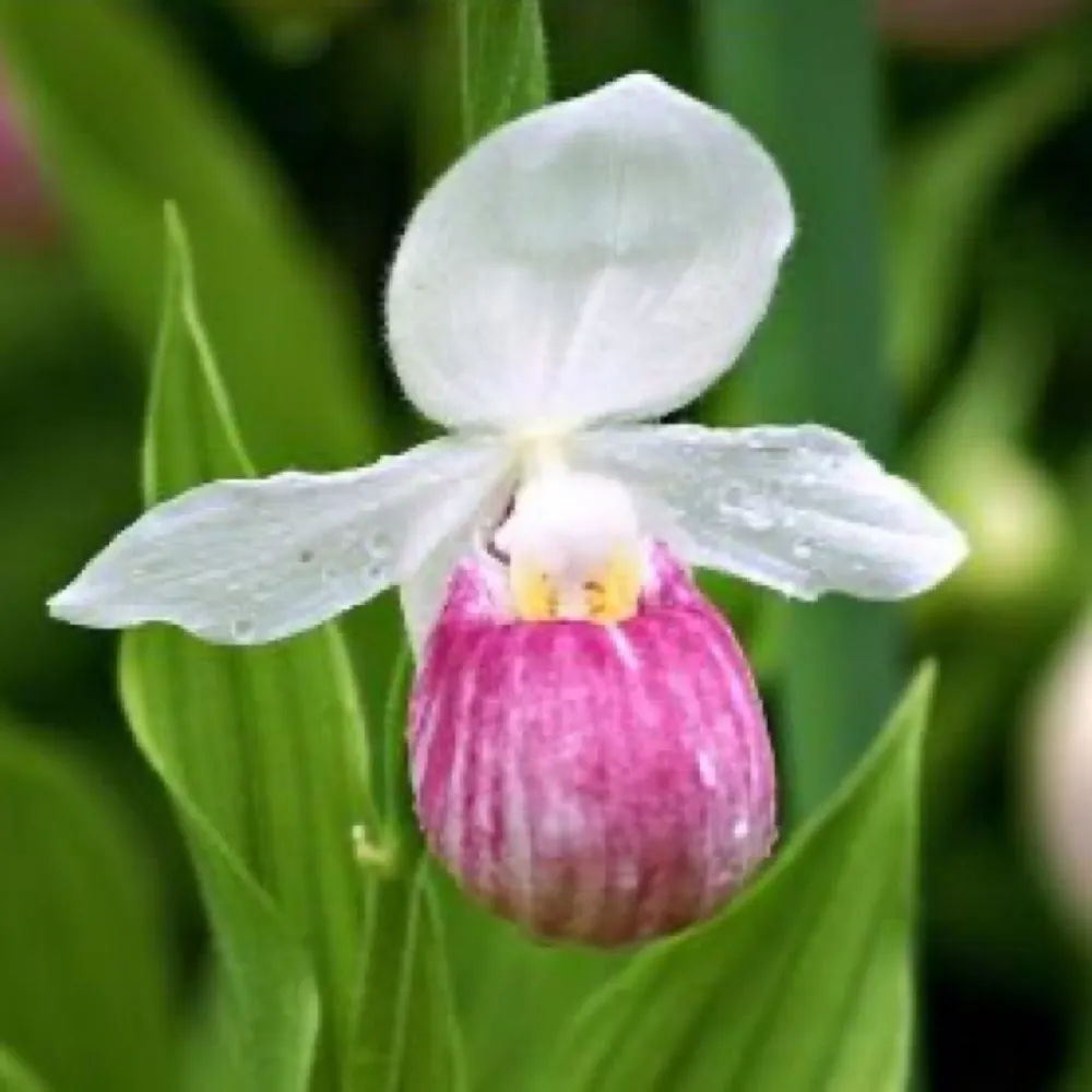 pinkladyslipper.bsky.social's profile picture