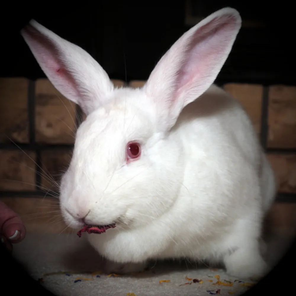 cazabon.mindly.social.ap.brid.gy's profile picture