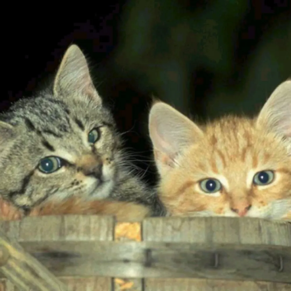 hazyrecollection.bsky.social's profile picture