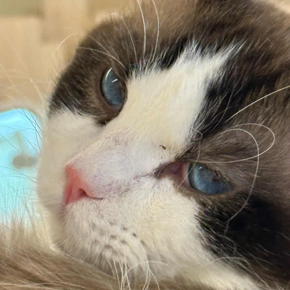 synrasa.bsky.social's profile picture