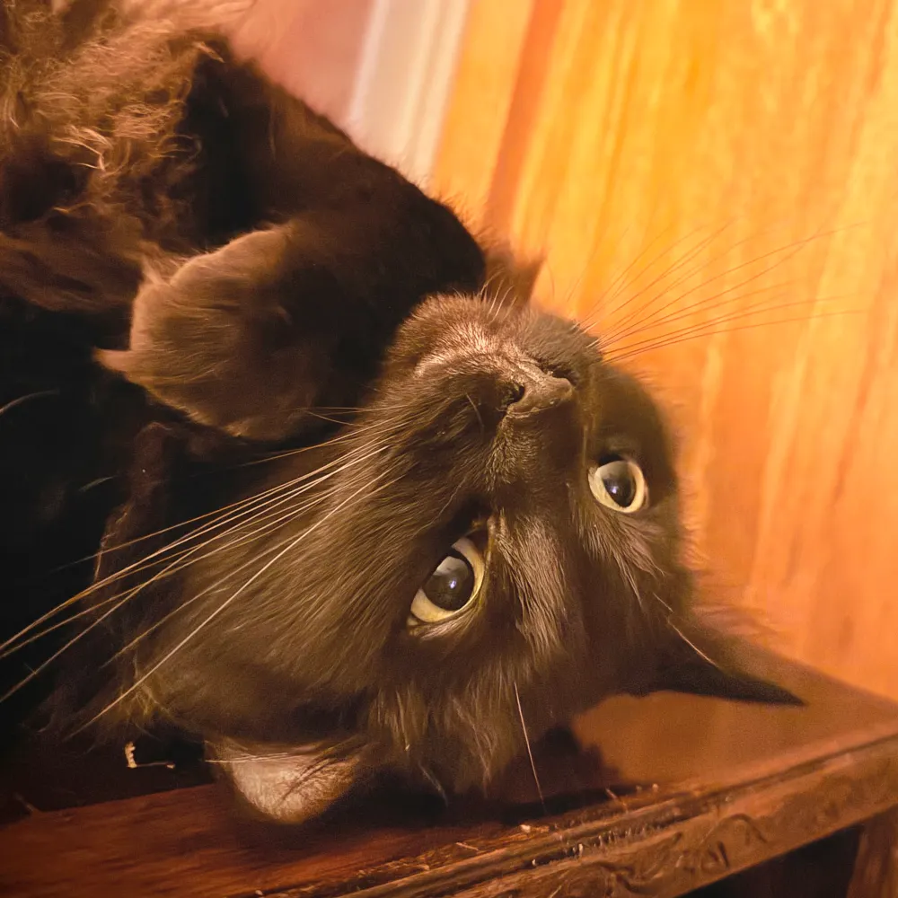 jude.bsky.social's profile picture