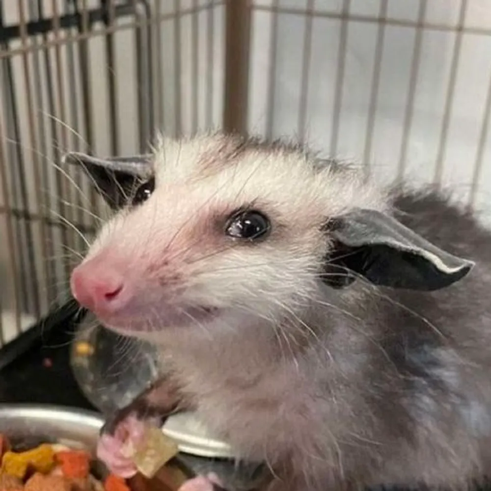 possummoding.bsky.social's profile picture