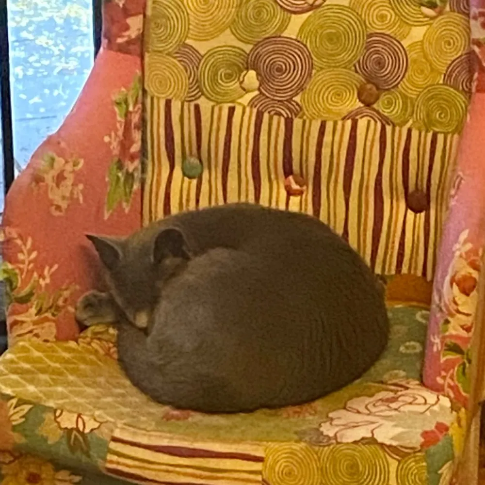 bickiecuppatea.bsky.social's profile picture