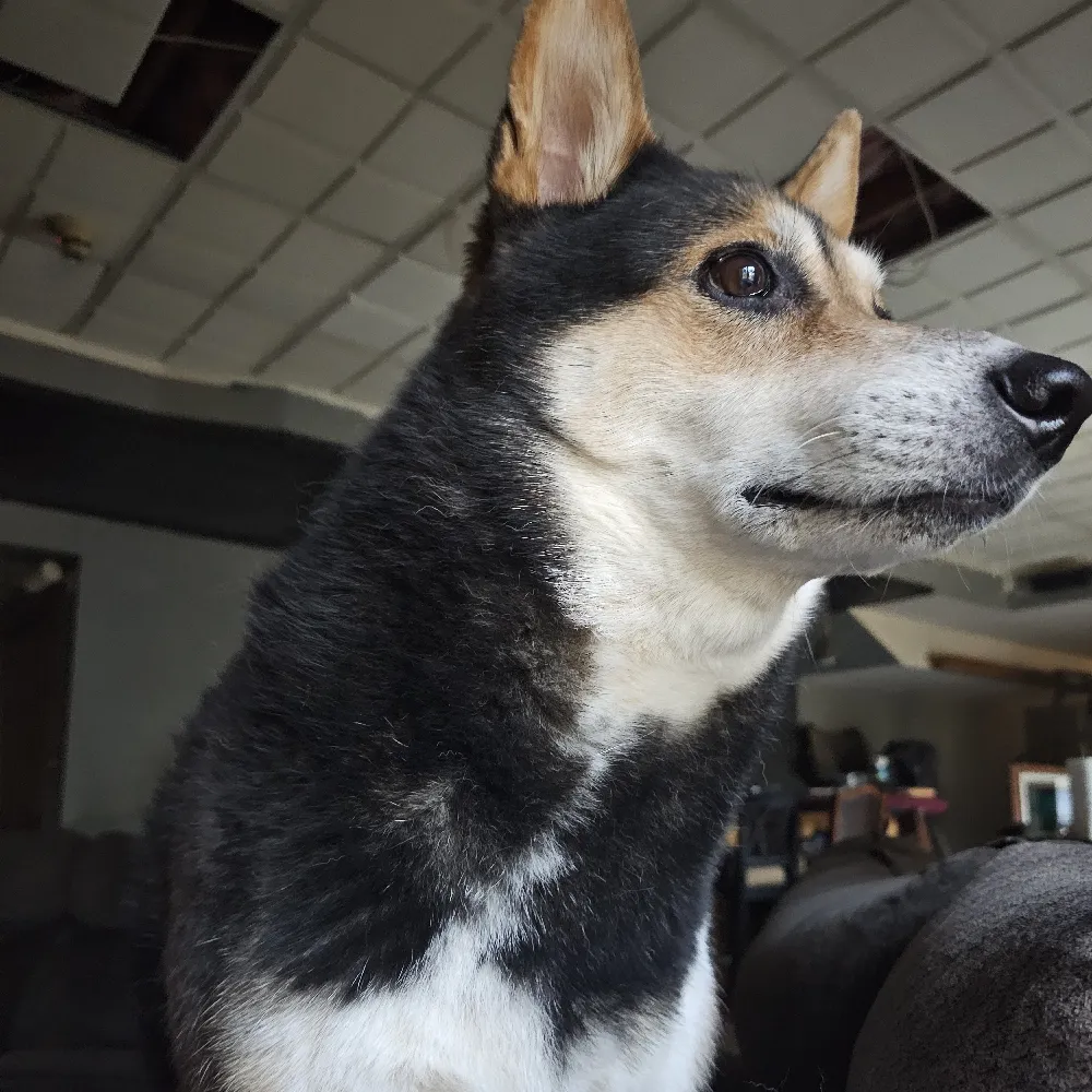 agentincommand.bsky.social's profile picture