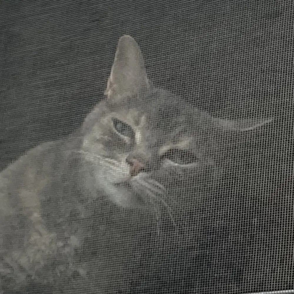 hippohop.bsky.social's profile picture