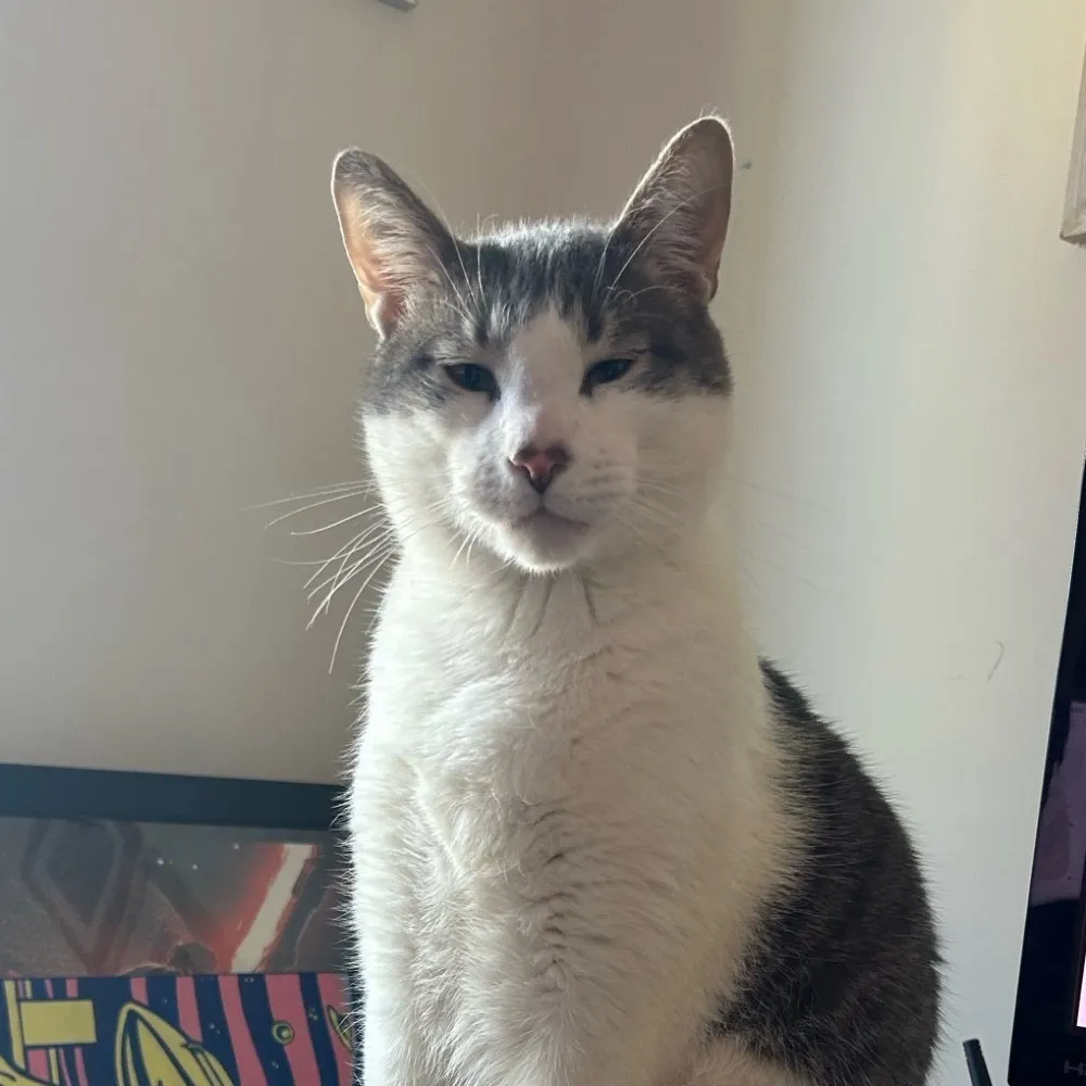 faeelin.bsky.social's profile picture