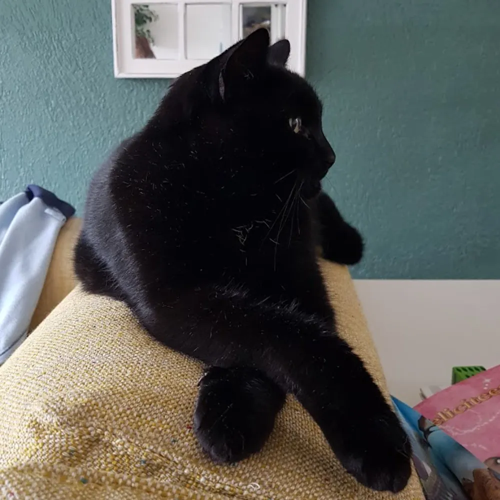 odanaos.bsky.social's profile picture