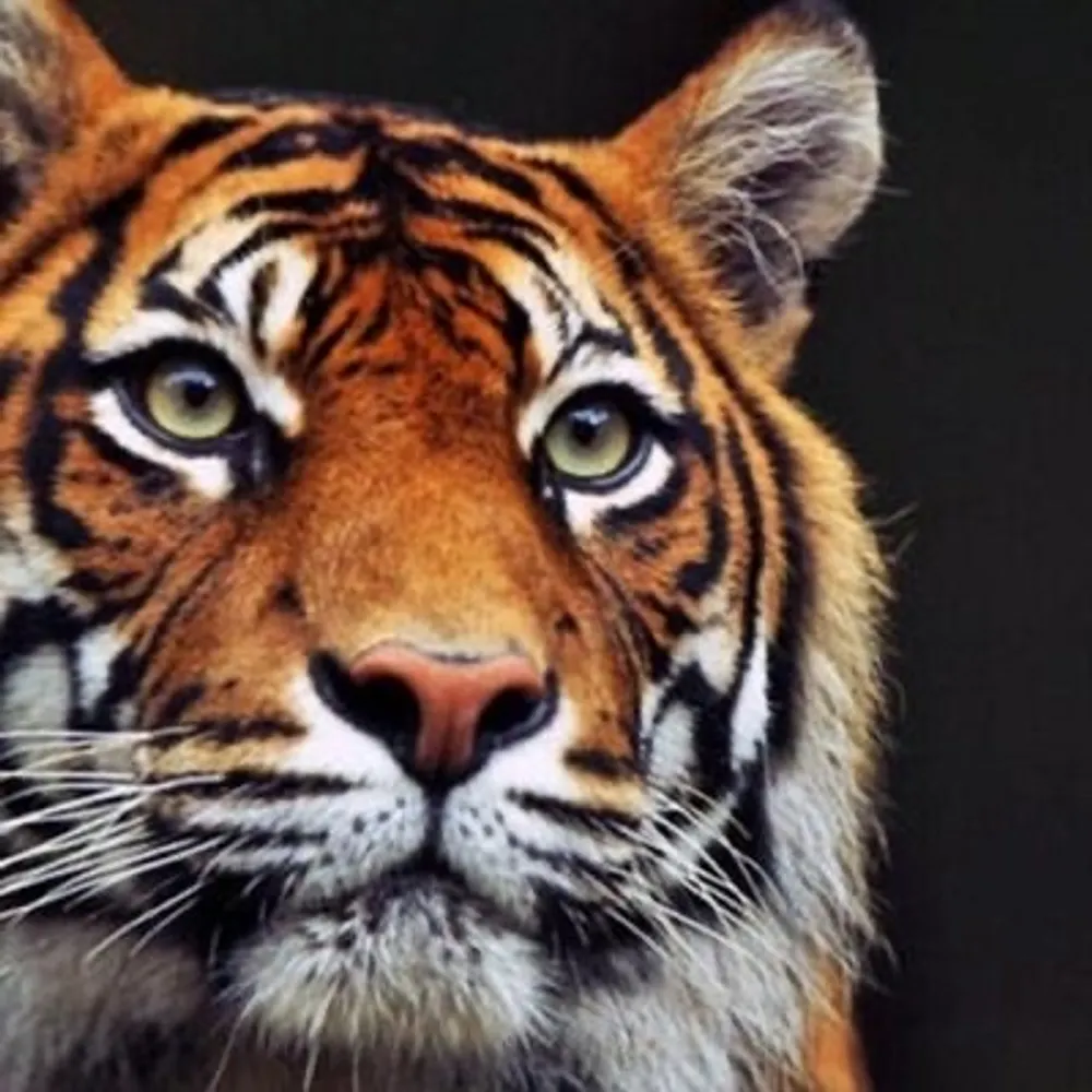 jkxz.bsky.social's profile picture