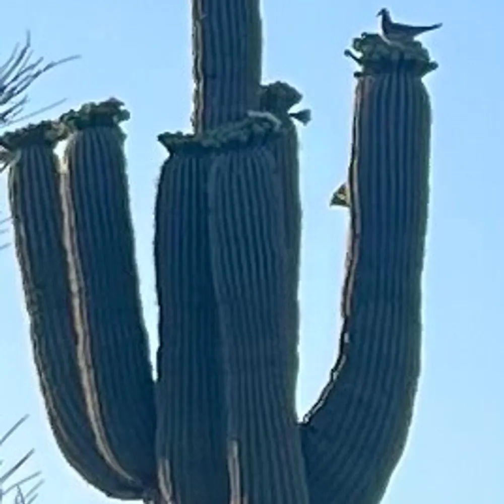 scarabaeus48.bsky.social's profile picture