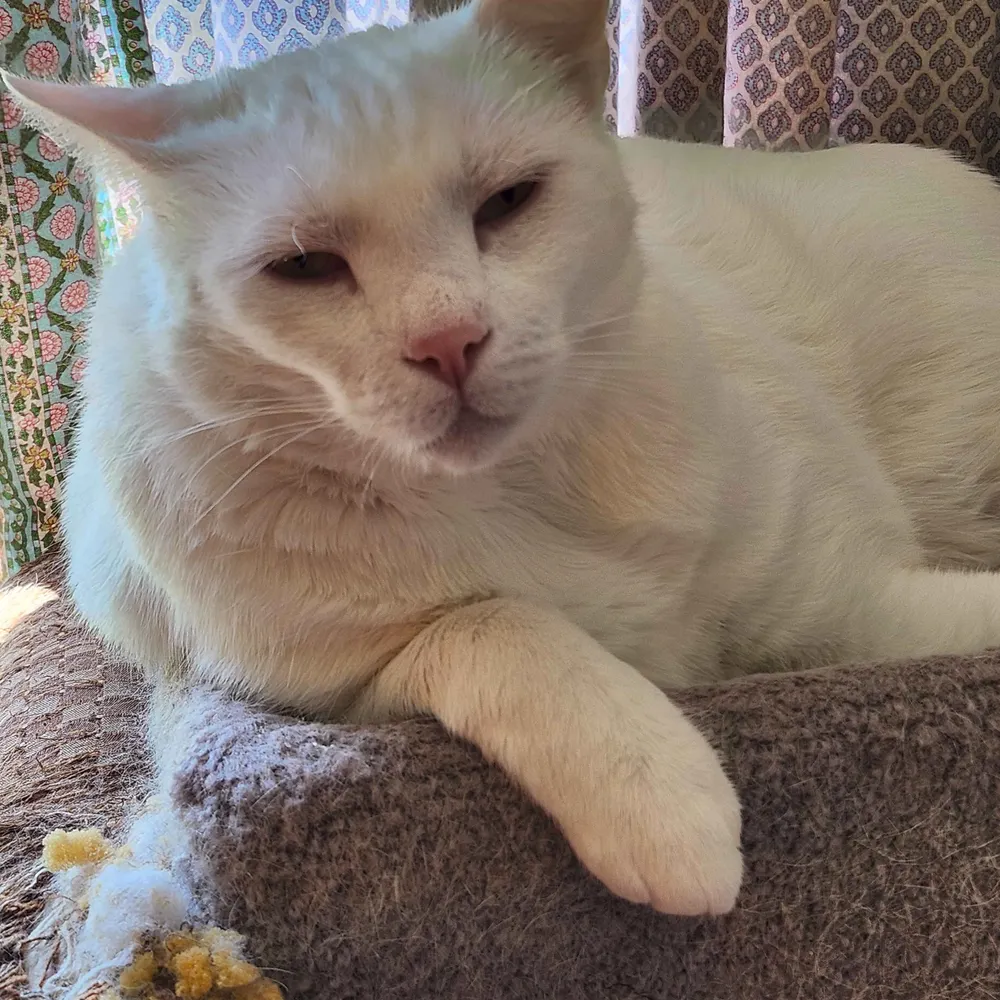 amandapatperez.bsky.social's profile picture