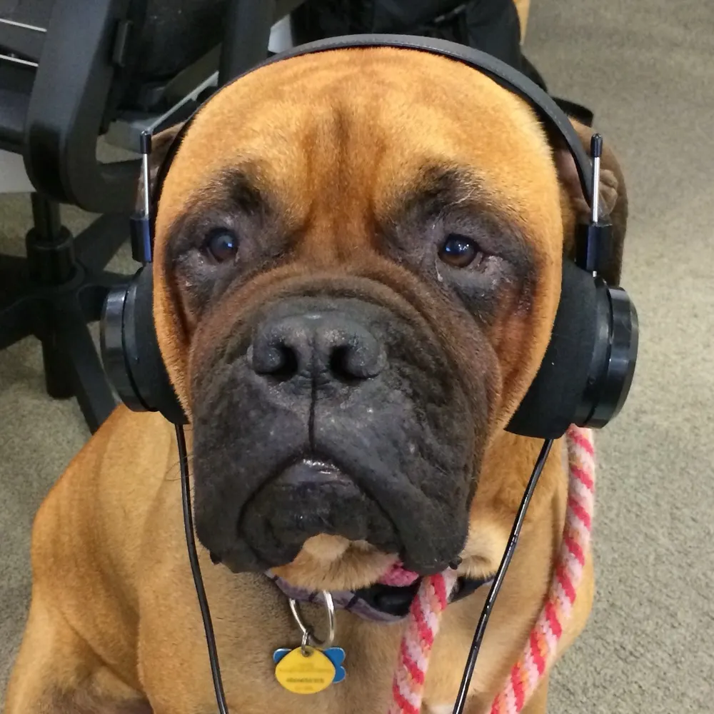 bullmastiffla.bsky.social's profile picture