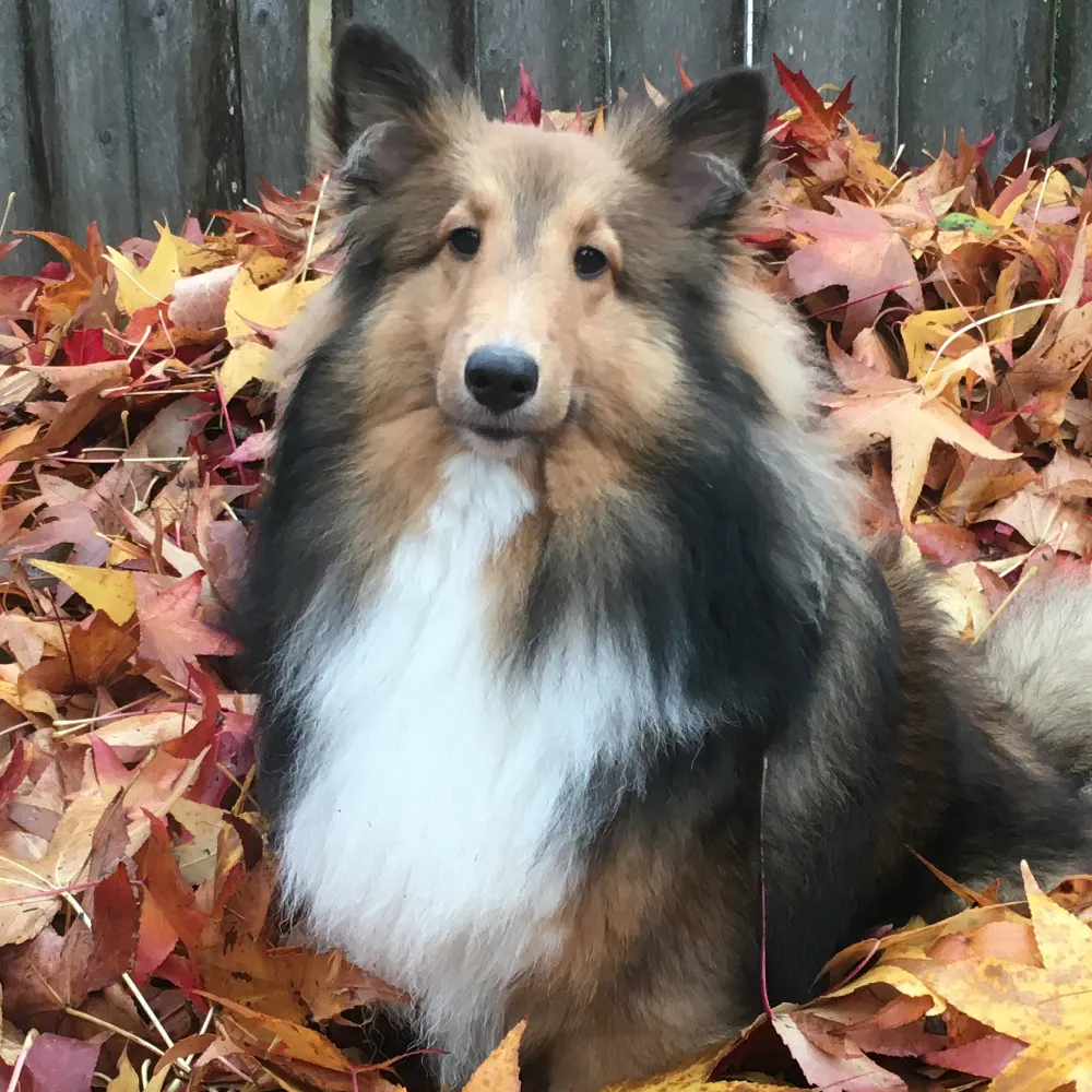 angryraven.bsky.social's profile picture