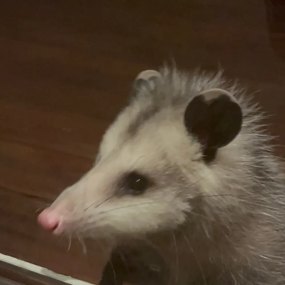 pppatticake.bsky.social's profile picture