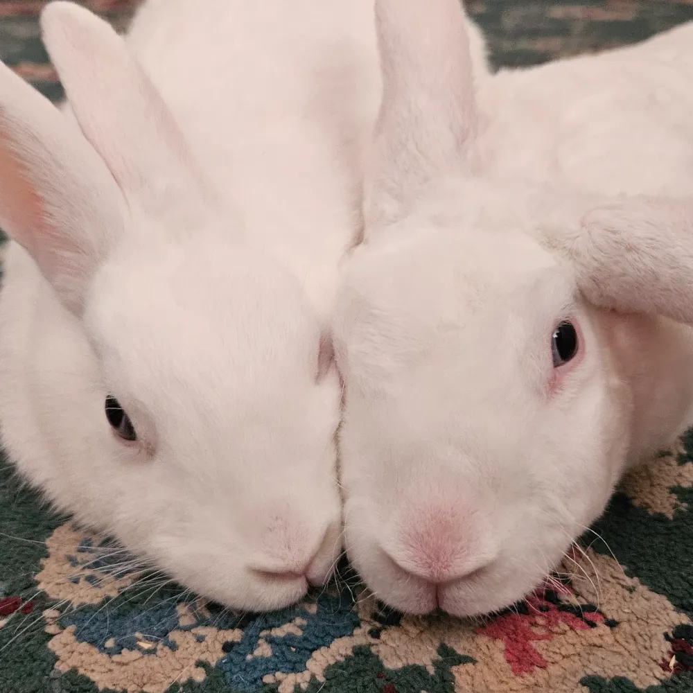 frankysinatra.bsky.social's profile picture