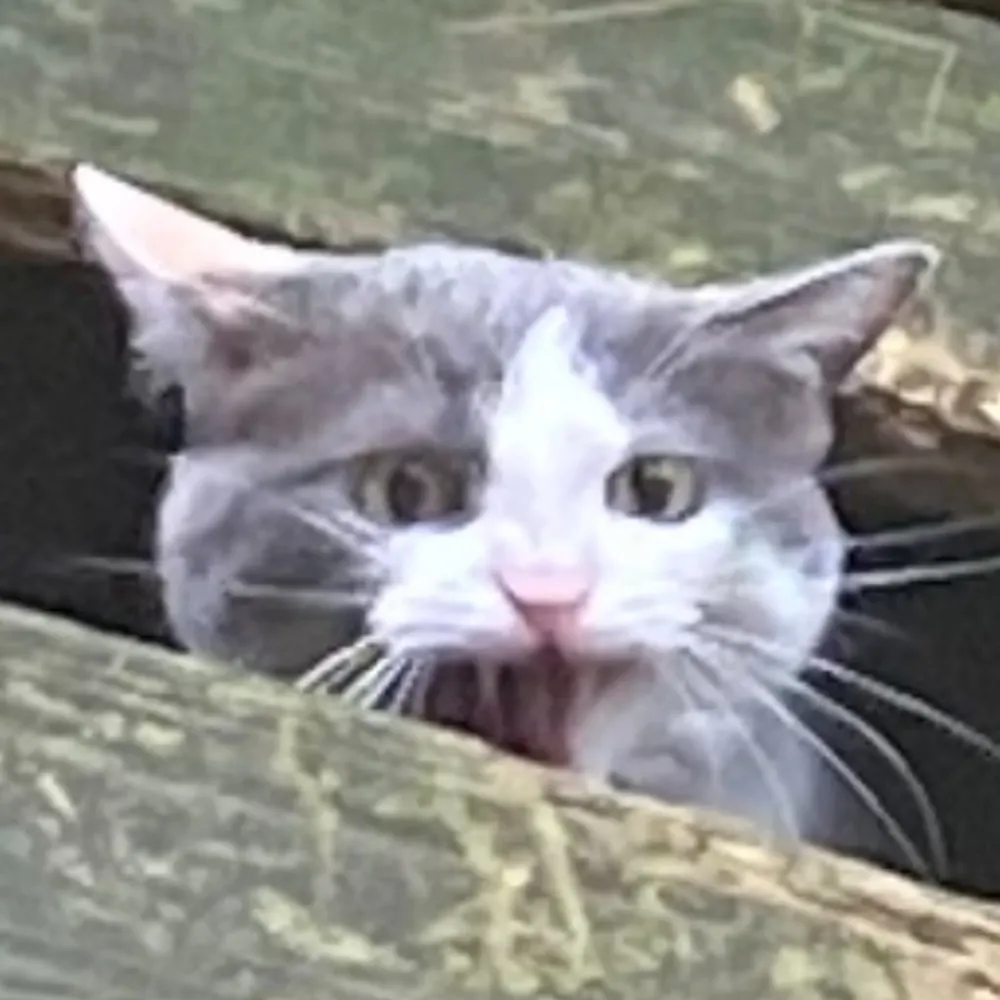 dolomedes.bsky.social's profile picture