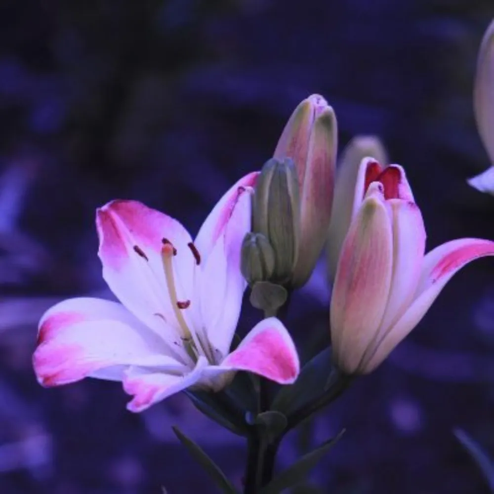 claralaflore.bsky.social's profile picture