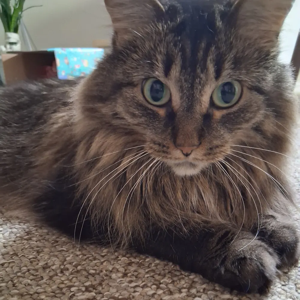 napperfamily.bsky.social's profile picture