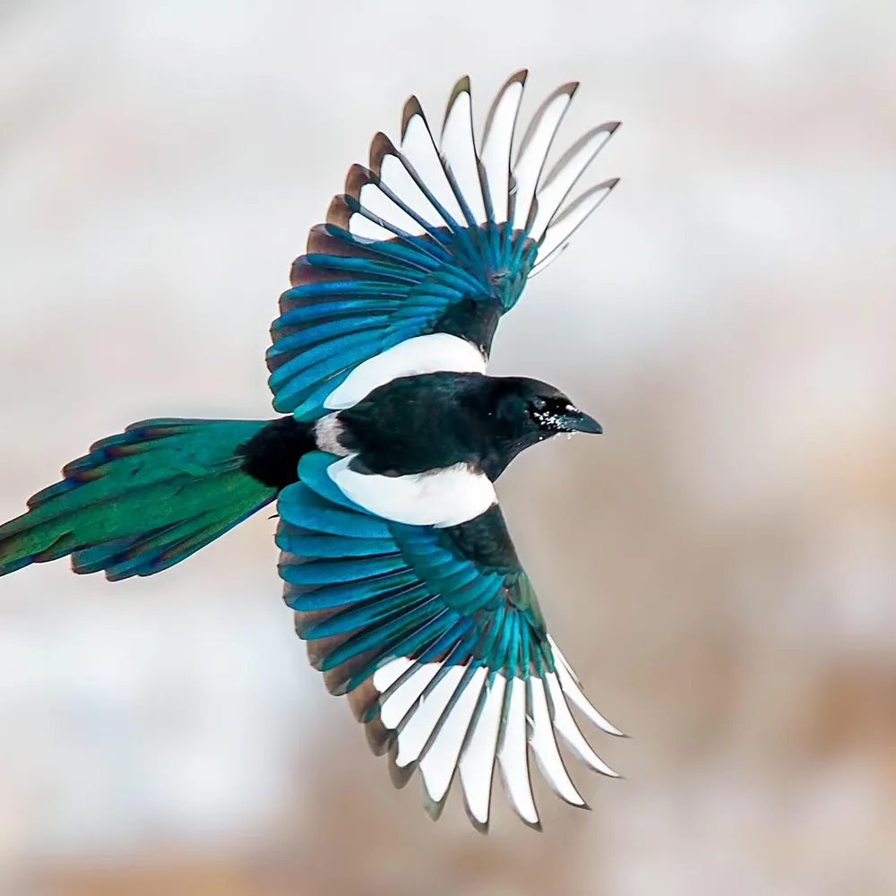 melooklisten.bsky.social's profile picture