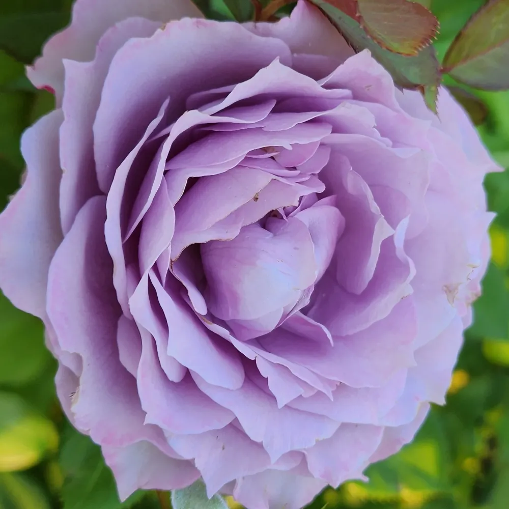 rumblebun.bsky.social's profile picture