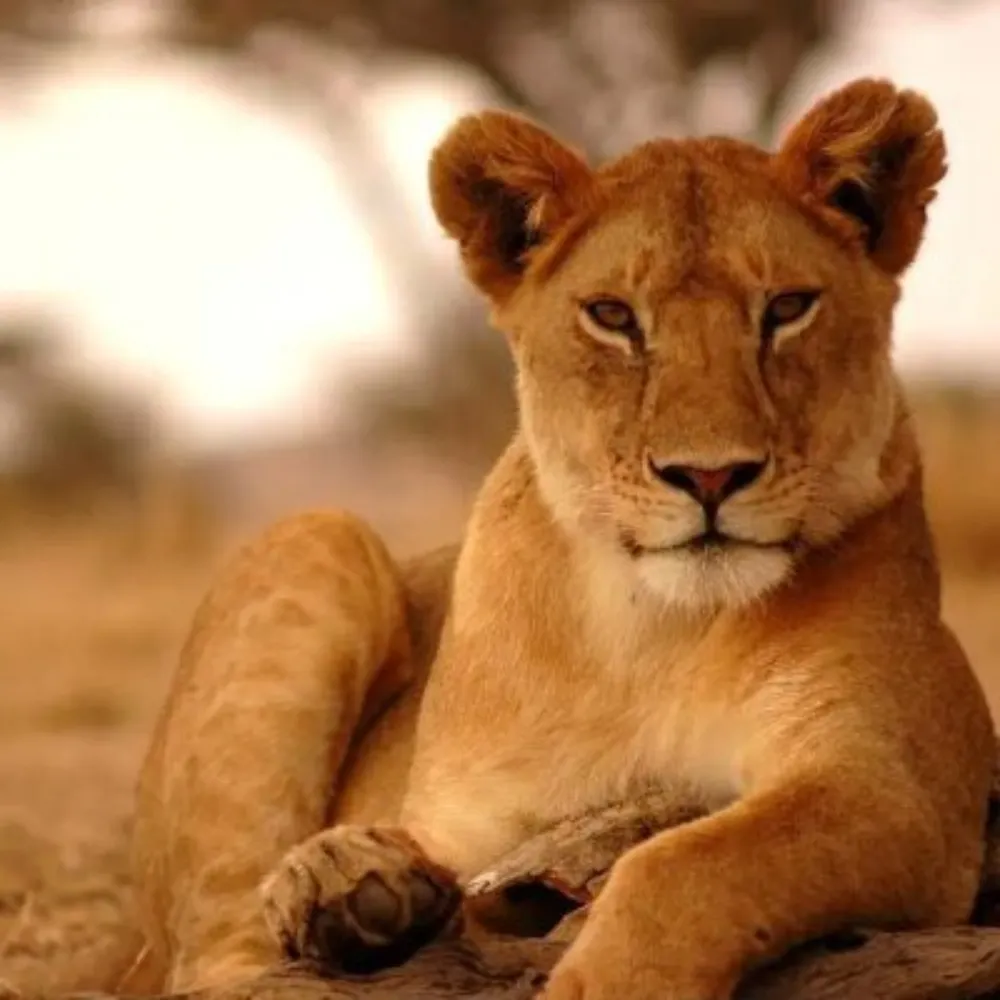 socdemlioness.bsky.social's profile picture