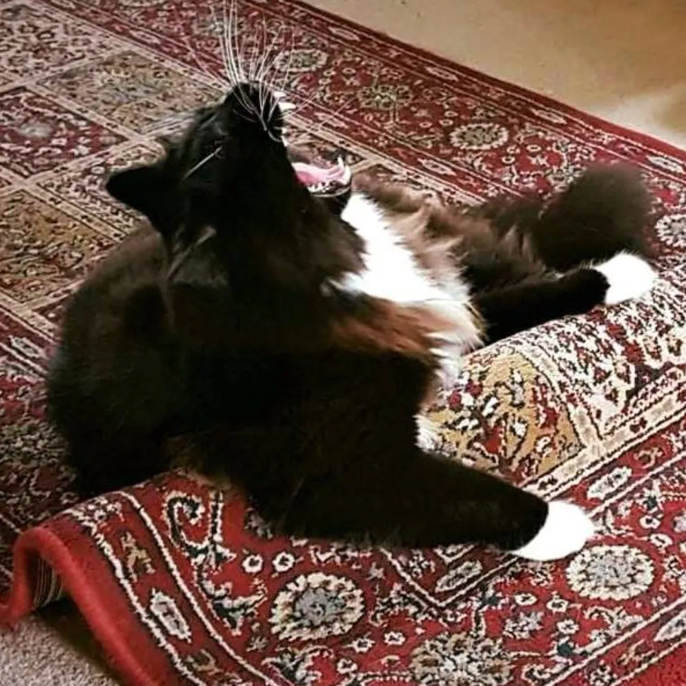 shiftkicker.bsky.social's profile picture