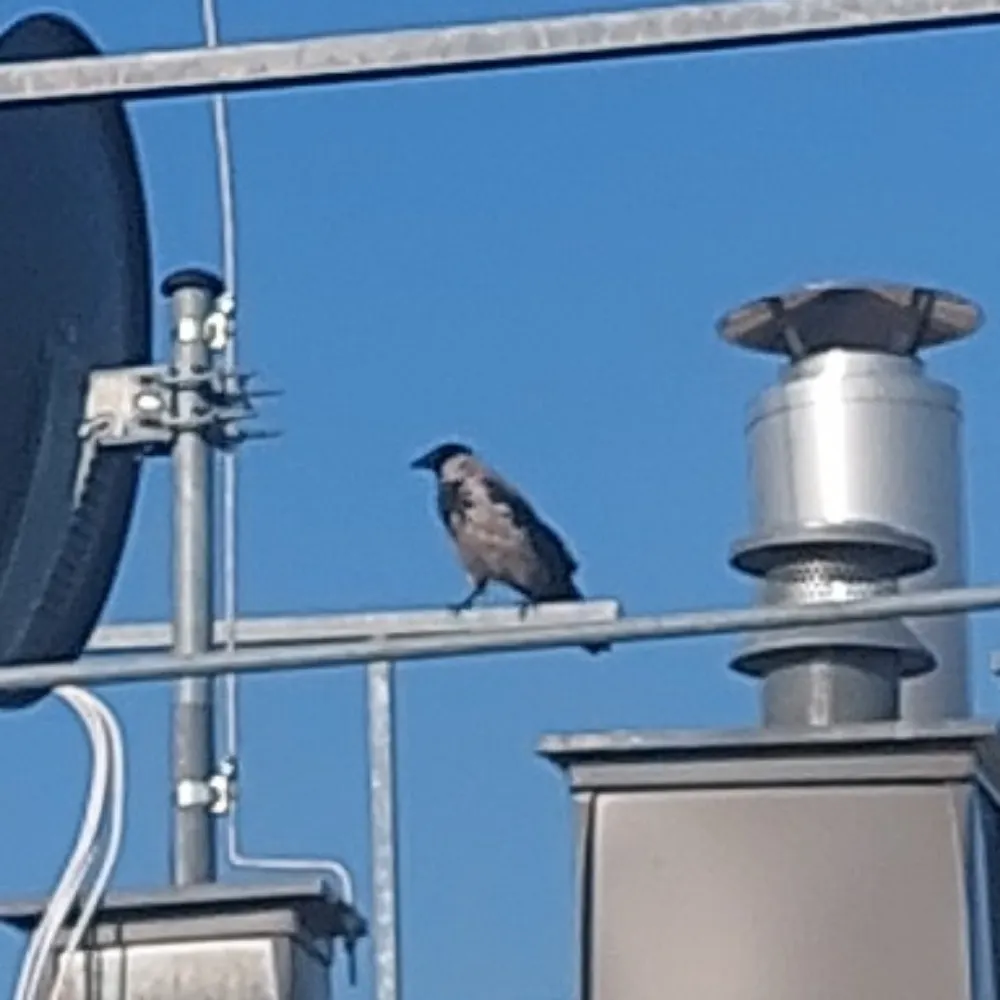 hoodiecraw.bsky.social's profile picture