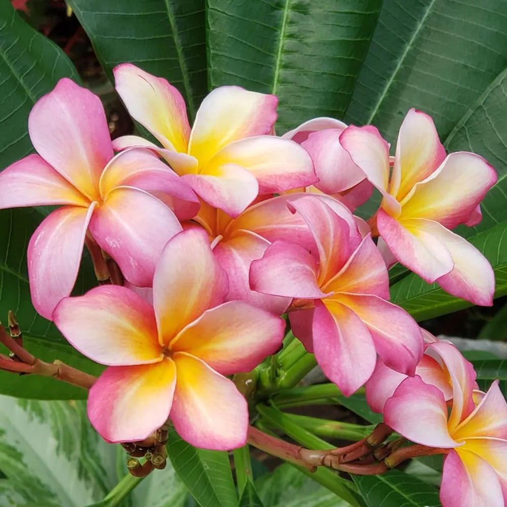 starrysis.bsky.social's profile picture