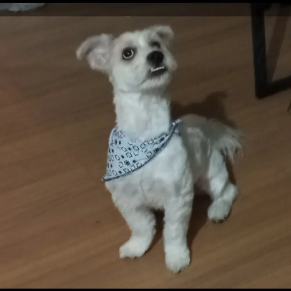 quollveth.bsky.social's profile picture