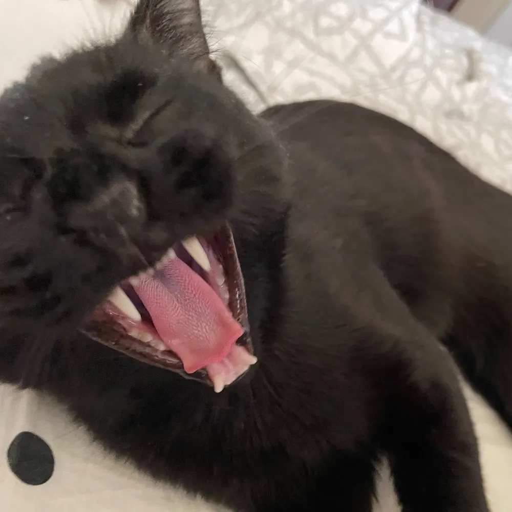 lmfao.wtf's profile picture