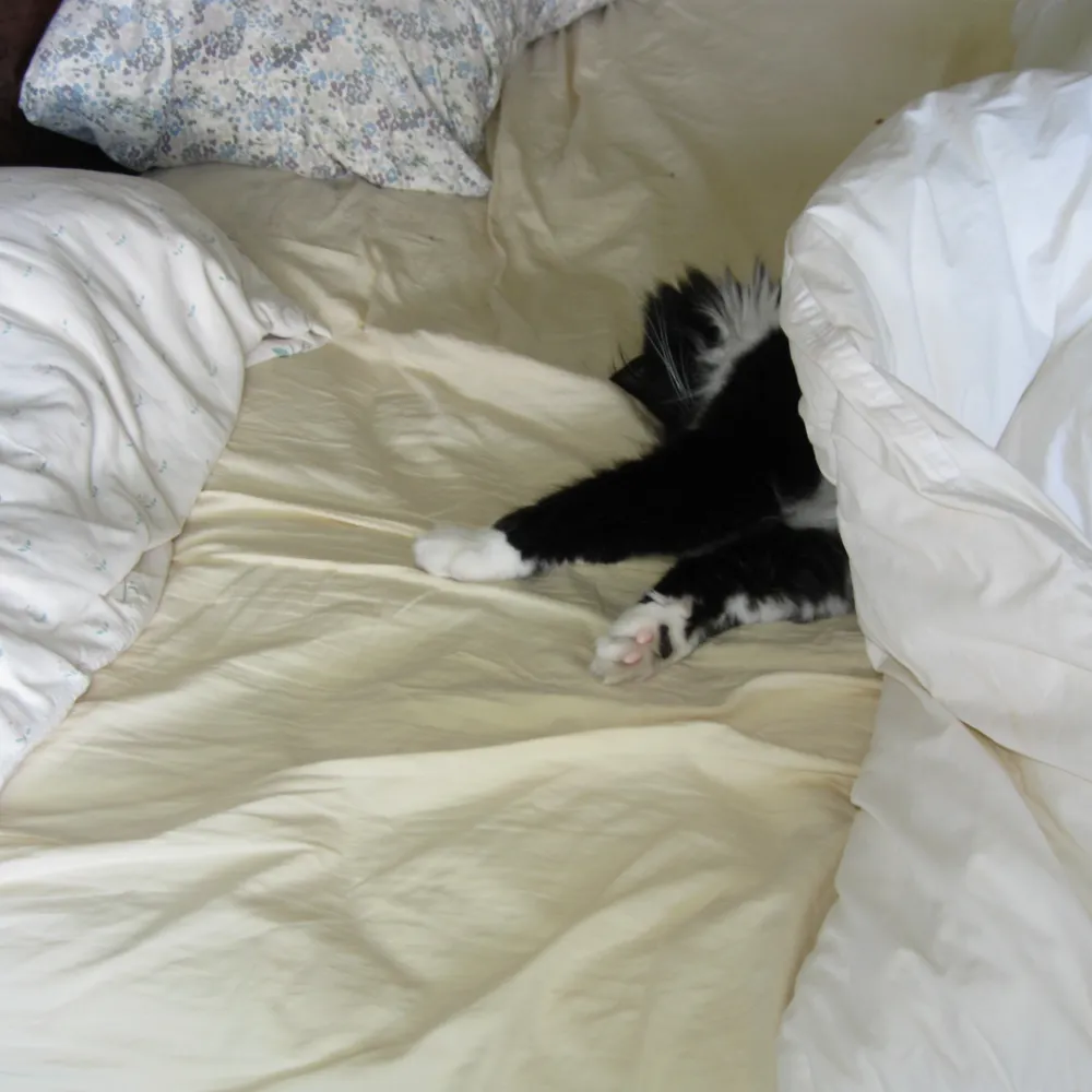 jinxcooper.bsky.social's profile picture