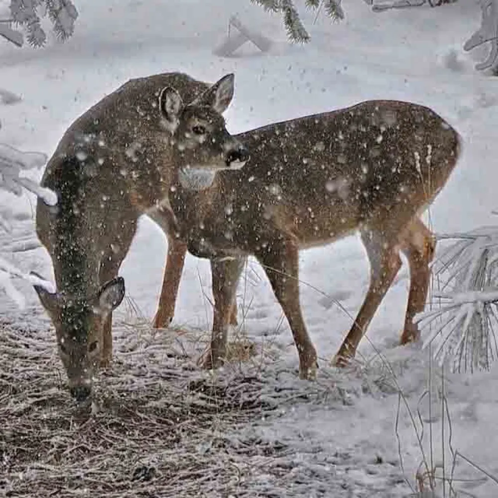 joeyparks.bsky.social's profile picture