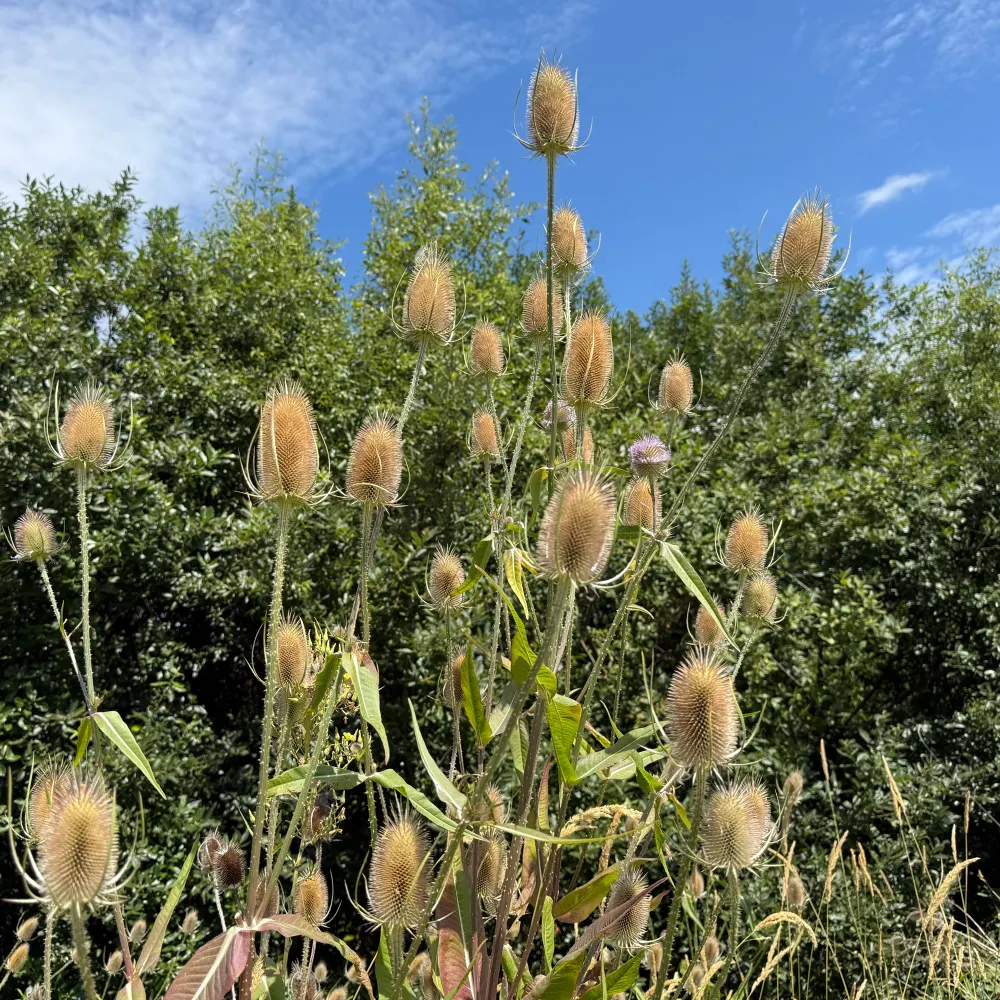 wildteasel.bsky.social's profile picture