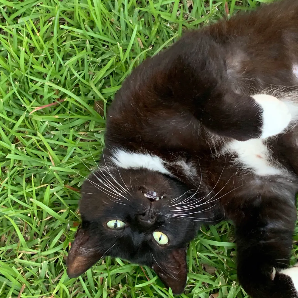 wehriskat.bsky.social's profile picture