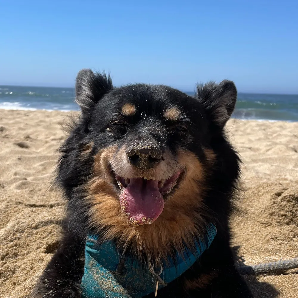 amybrown.xyz's profile picture