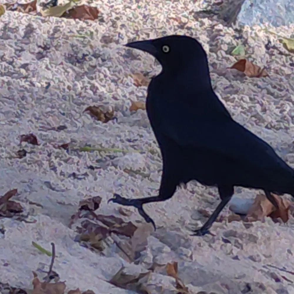 stuart-brad.bsky.social's profile picture