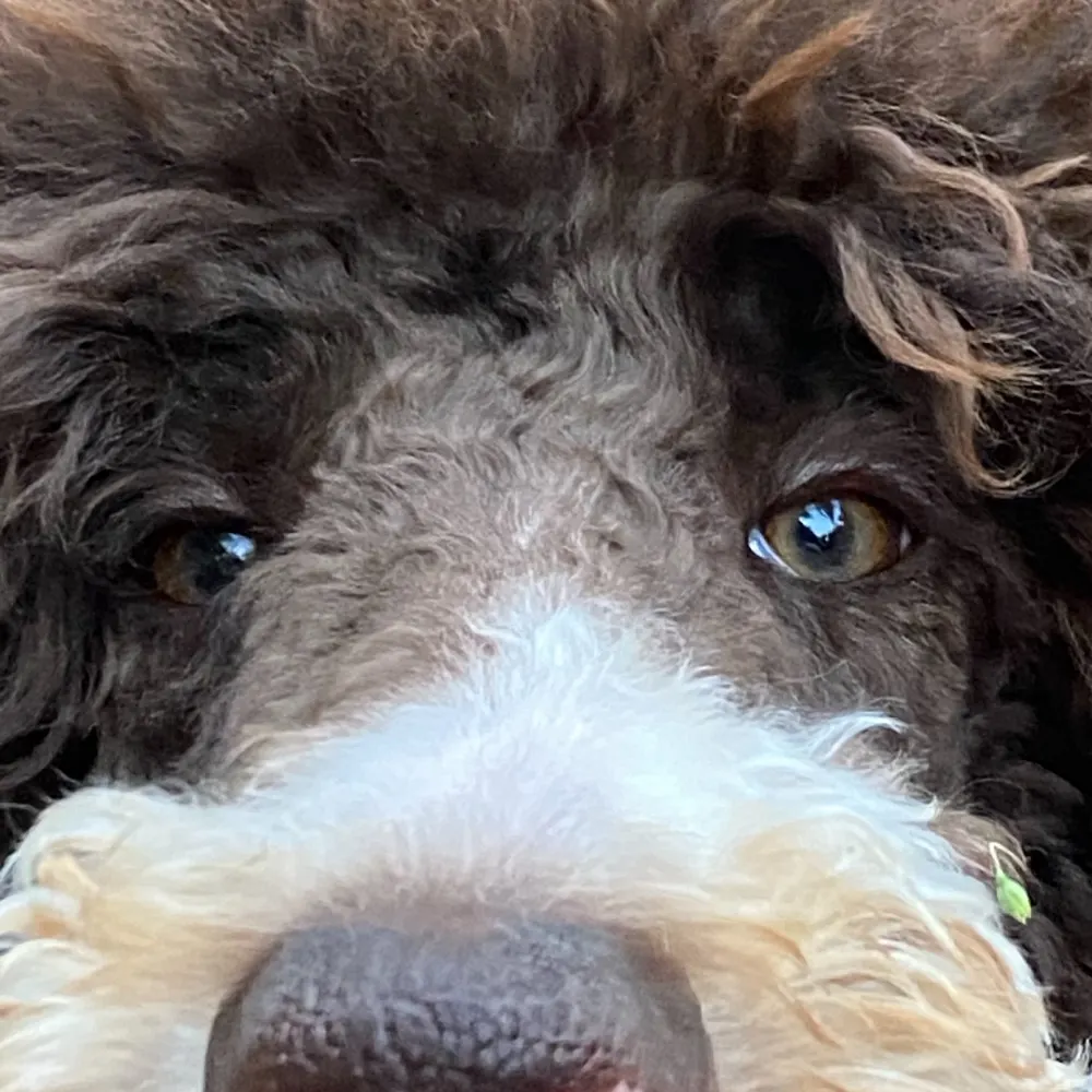 fairydogma.bsky.social's profile picture