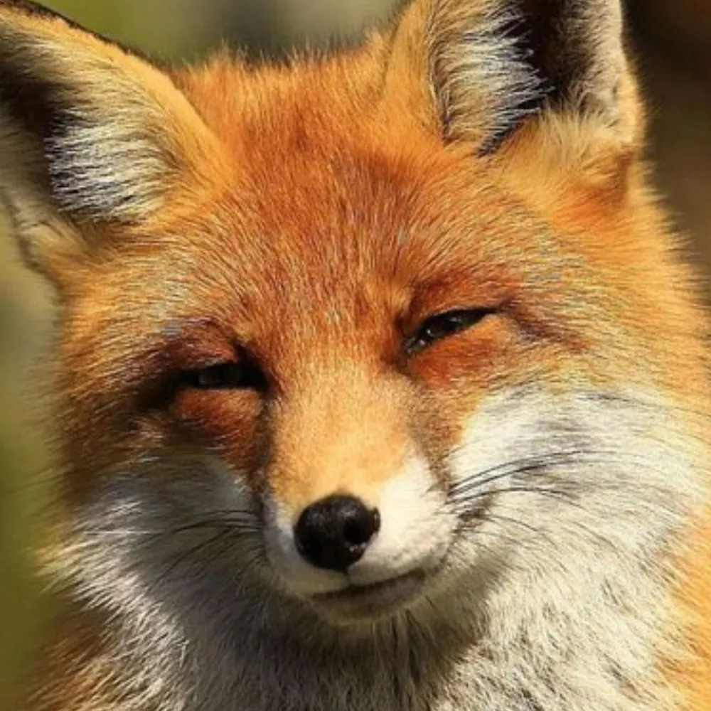 kensterfox.bsky.social's profile picture