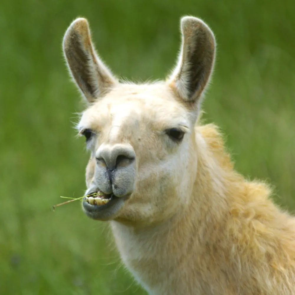 lordllama.bsky.social's profile picture