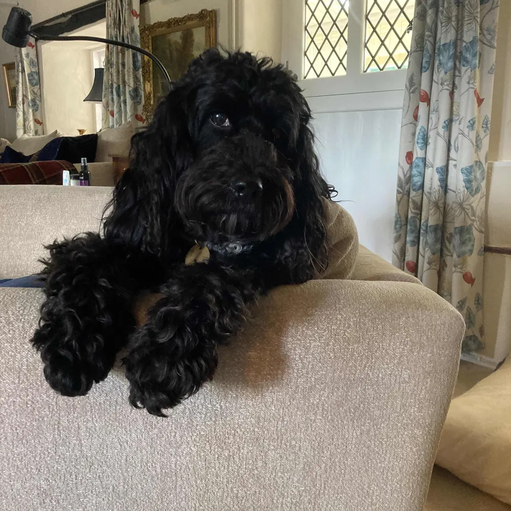 nigelstead.bsky.social's profile picture