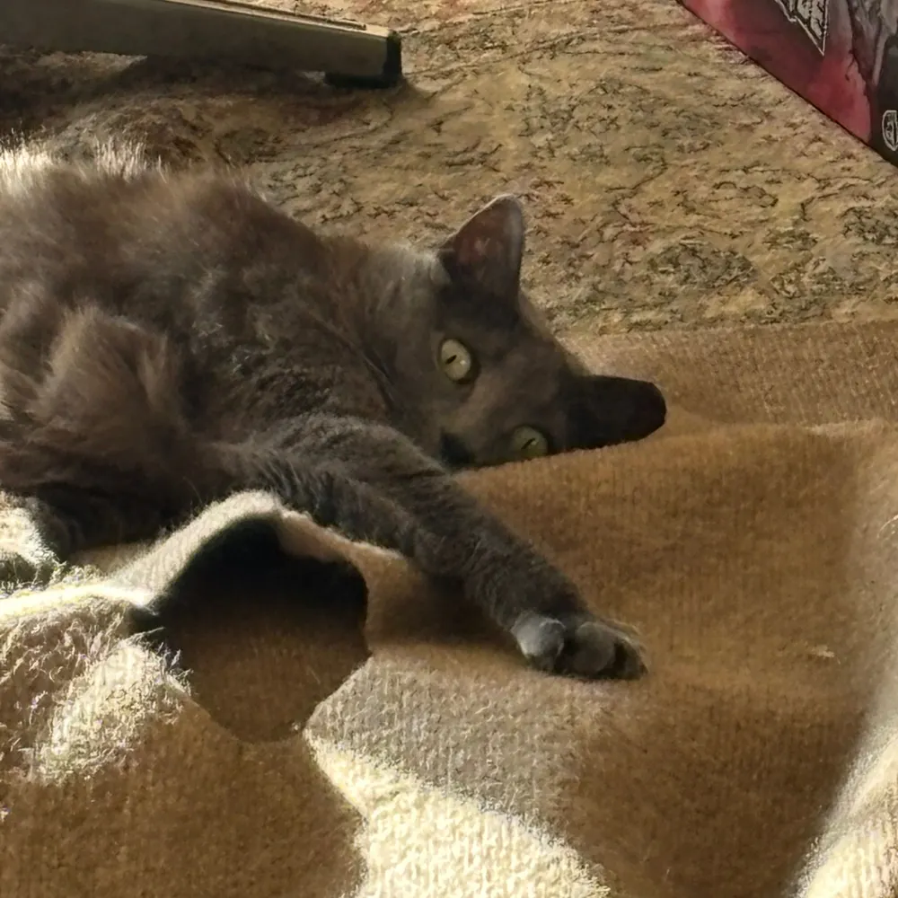 chairmanbell.bsky.social's profile picture