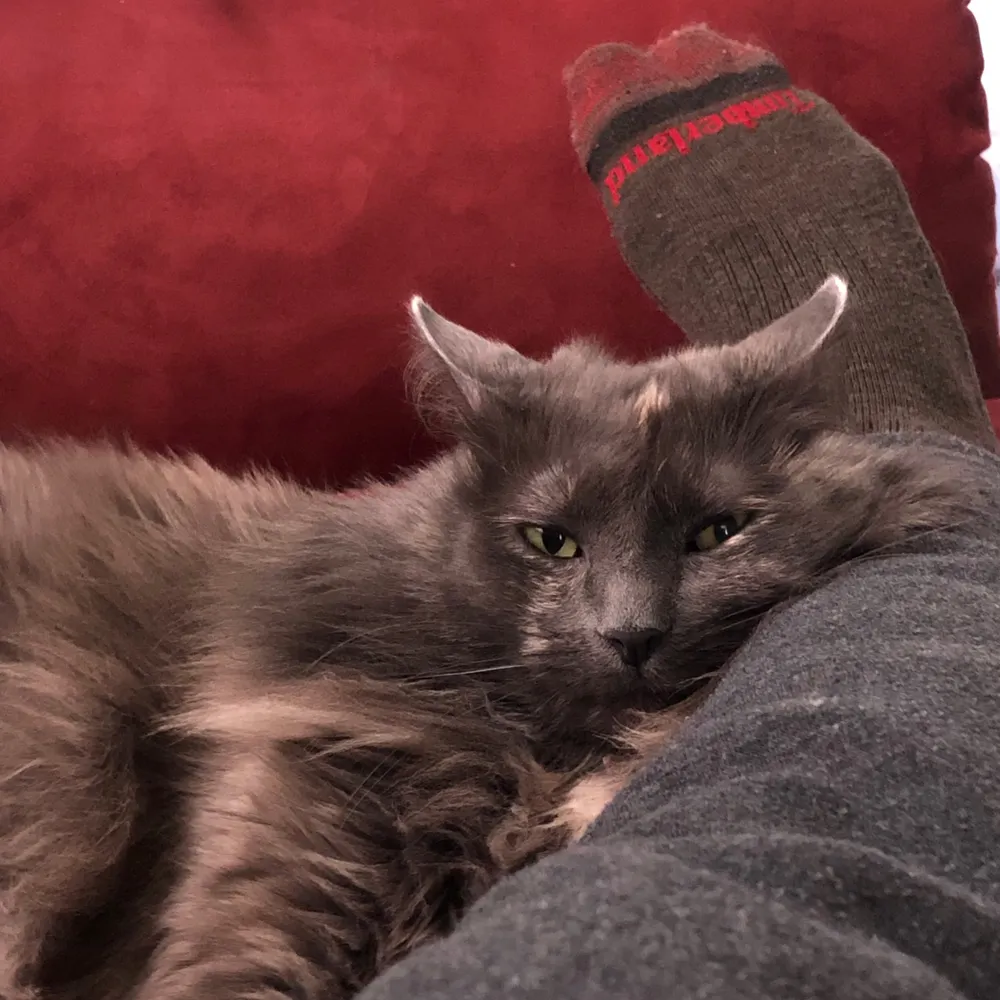 slices.bsky.social's profile picture