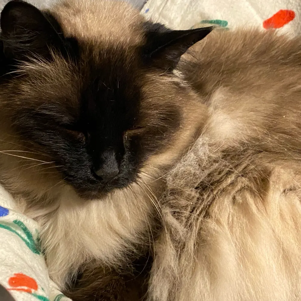 sparklepigeon.bsky.social's profile picture