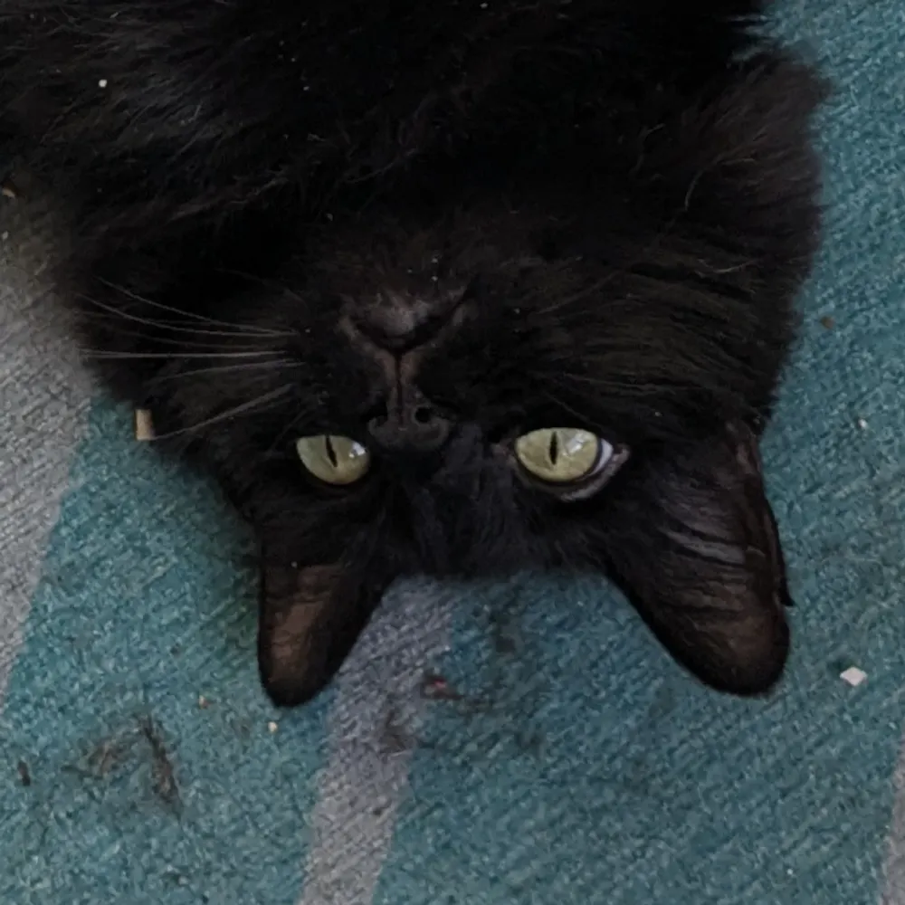 niais.bsky.social's profile picture